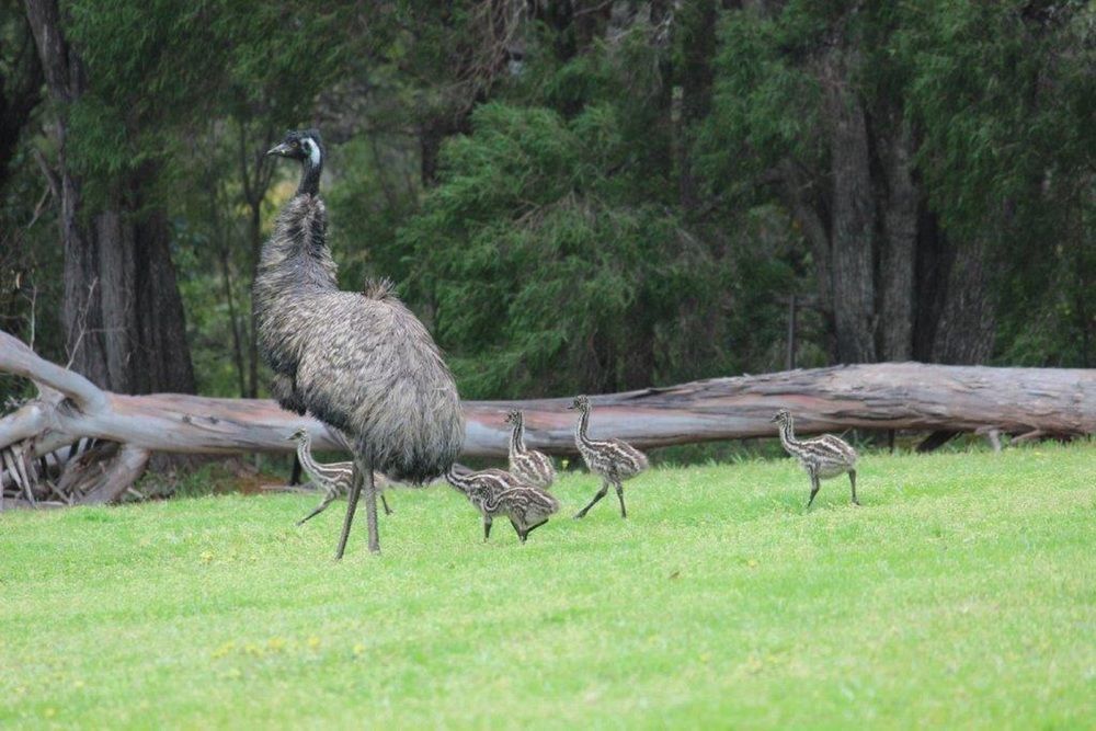 Resort Rac Karri Valley 3*